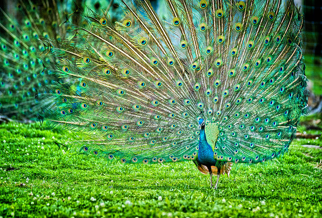 Indian Peacock | Our beautiful life in this beautiful world